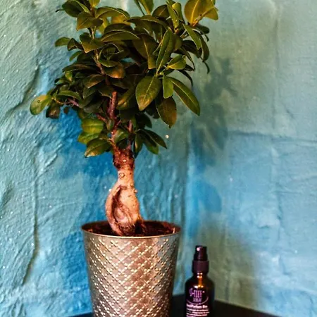 Souterrainwohnung Mit Grossem Garten Und Sauna 아파트 카셀